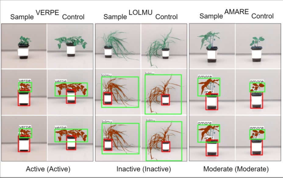 This image showcases how an AI system evalsuates the effectiveness of herbicides on different weed species. Each column represents a different weed type (VERPE, LOLMU, and AMARE) with sample (treated) and control (untreated) plants. The AI model analyses weed growth, classifying responses as Active, Inactive, or Moderate, automating what was traditionally a manual and time-consuming process.