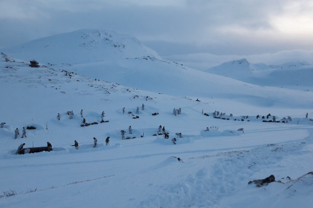 The arctic